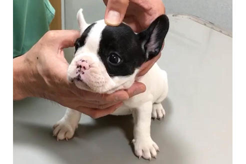 成約済の愛知県のフレンチブルドッグ-33505の1枚目